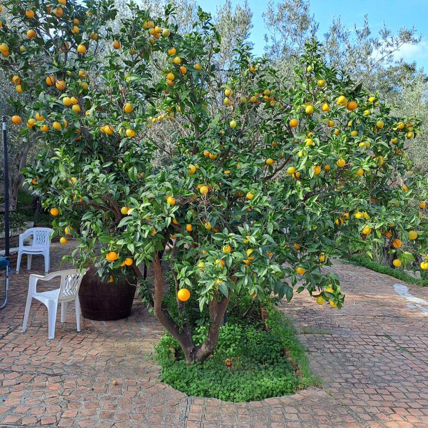 Villa Gatto Rometta Marea Ngoại thất bức ảnh